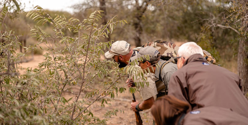 Kapama Wildlife Bush Walk
