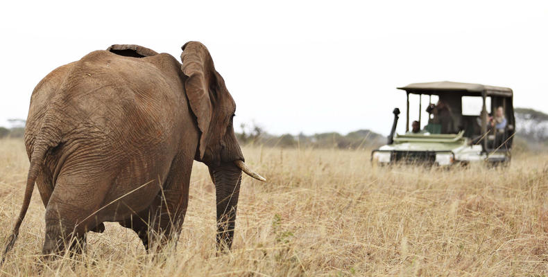 Oliver's - Game drive with Elephants