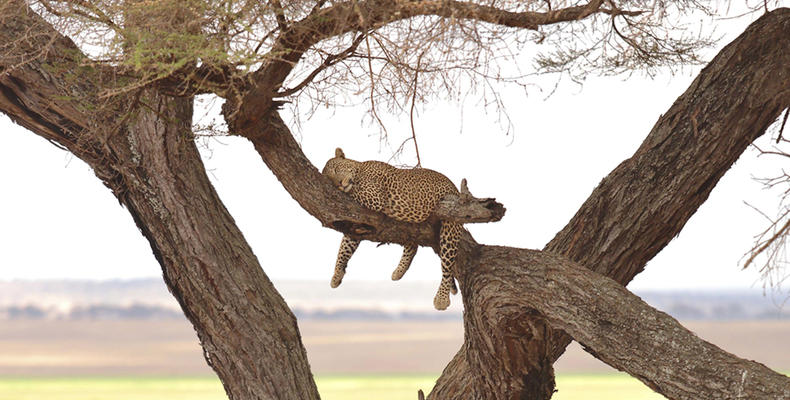 Oliver's - Leopard sleeping in a tree