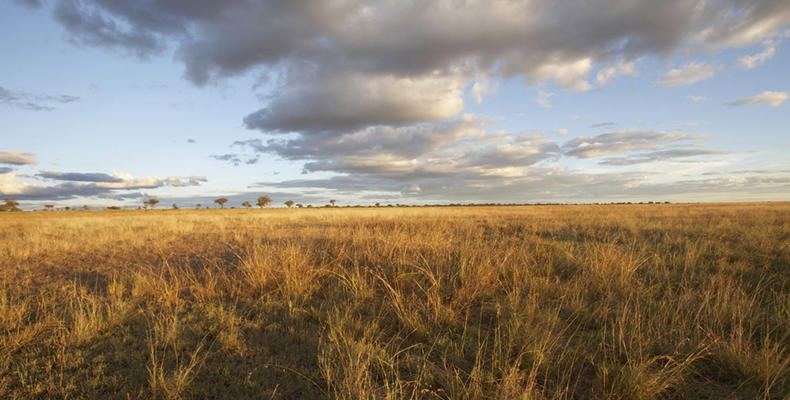 Oliver's - Scenic grass plains