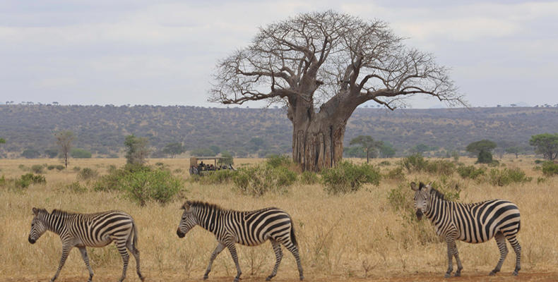 Oliver's - Zebra crossing with baobab trees