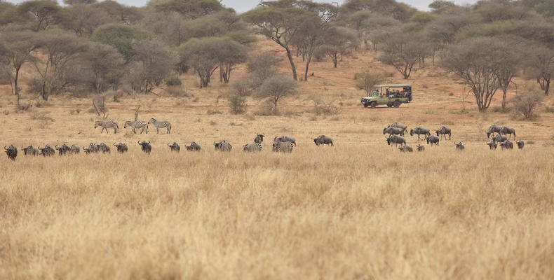 Oliver's Camp - Elephant viewing