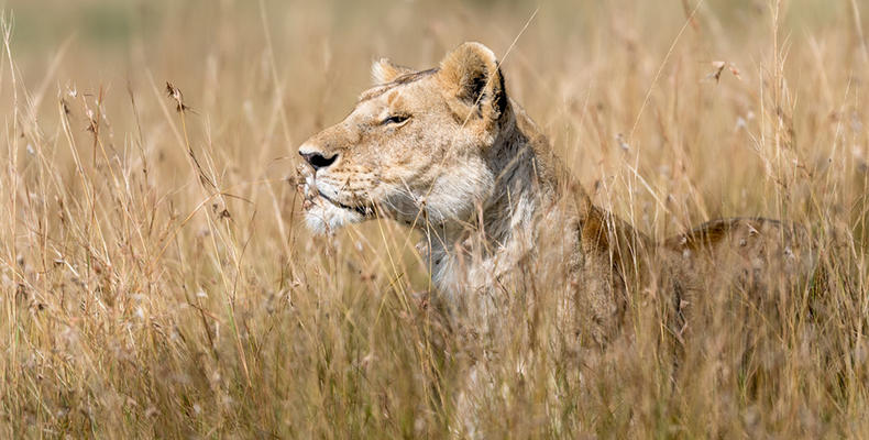 Sayari - Lioness