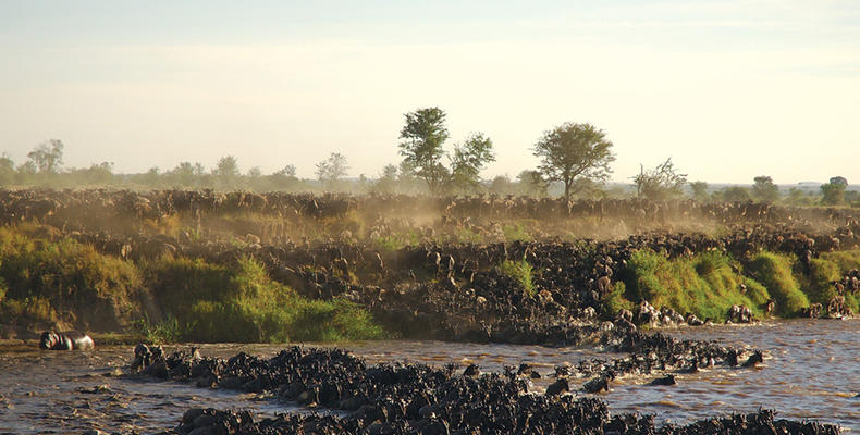 Sayari - Mara River crossing