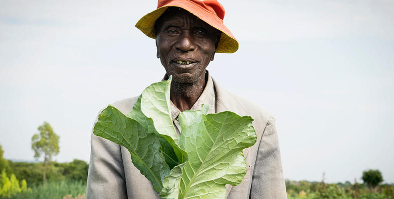 Sayari - Vegetable garden