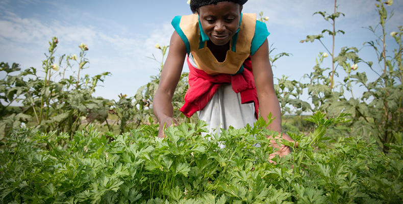 Sayari - Vegetable Gardening