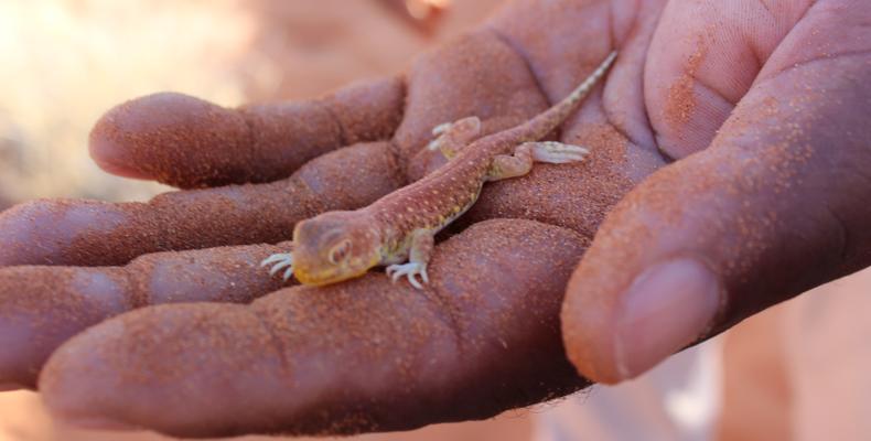 Sossusvlei Lodge Adventure - Elim Dune Walk