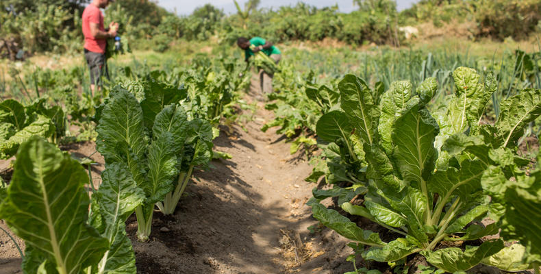 Ngare Sero Food Security Project 