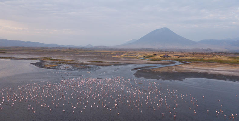 Flamingos