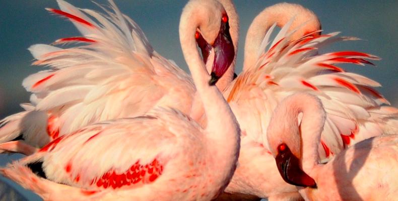 Flamingos