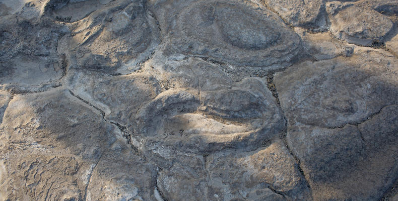 Hominid Footprints