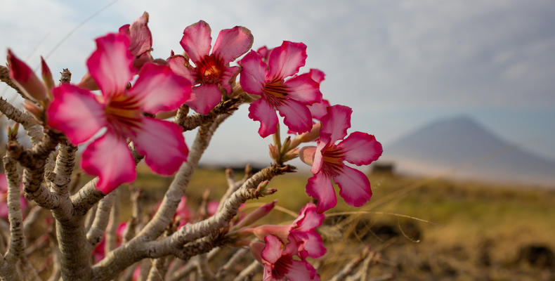 Desert Rose