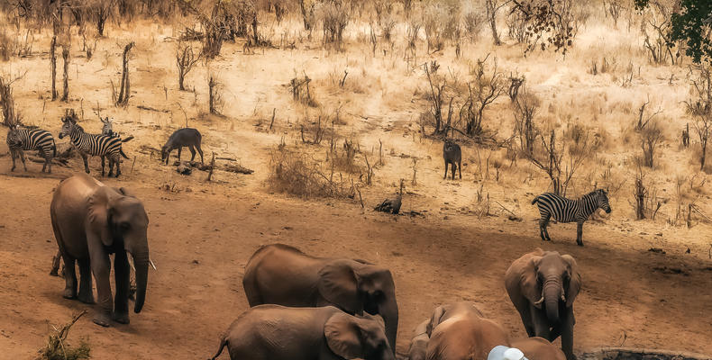 Elewana Tarangire Treetops
