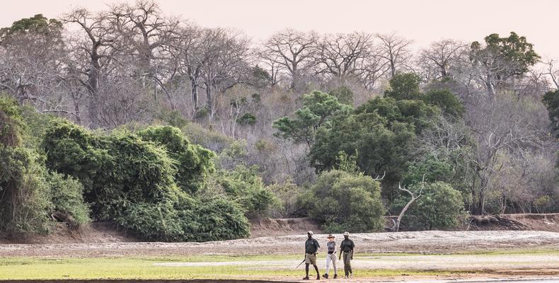Walking safari 