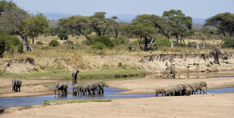 Elephant on the riverbed