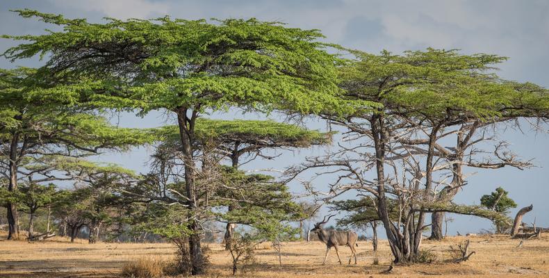 Greater kudu