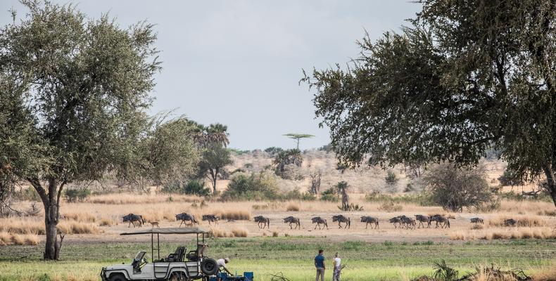 Game drives
