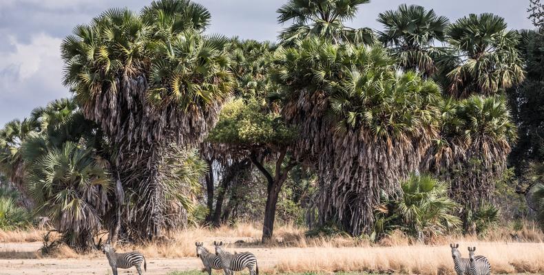 Zebra at the lake