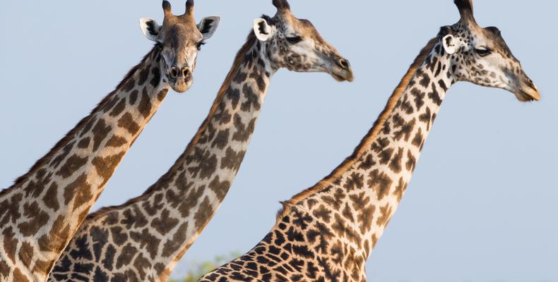 Giraffe