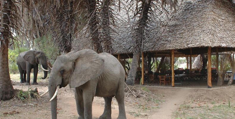 Animals in Camp