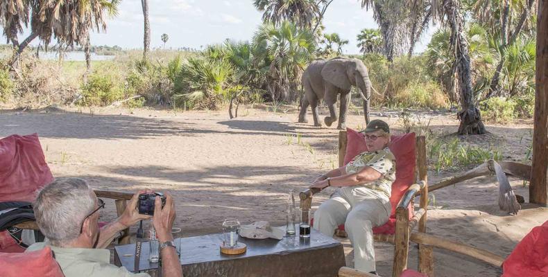 Animals in Camp