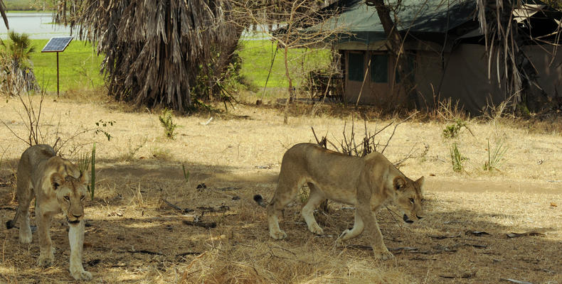 Animals in Camp