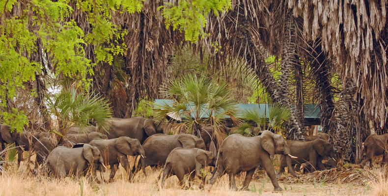 Animals in Camp