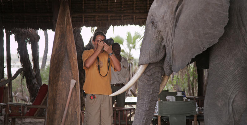 Animals in Camp
