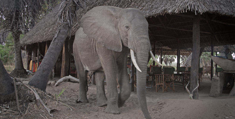 Animals in Camp