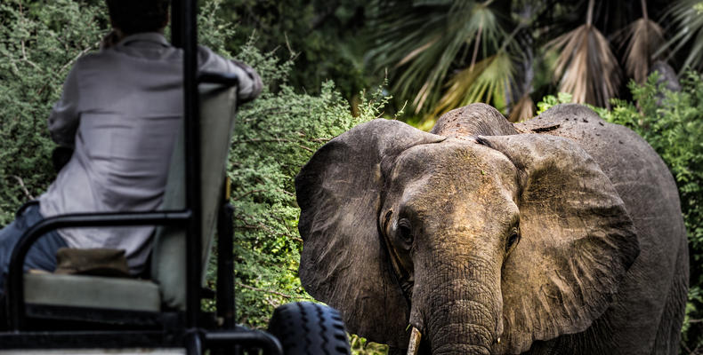 Game Drive