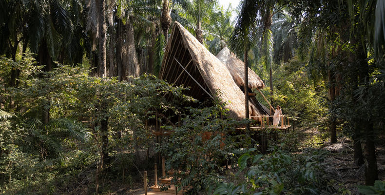 Life in the canopy
