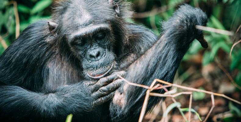 Chimpanzees