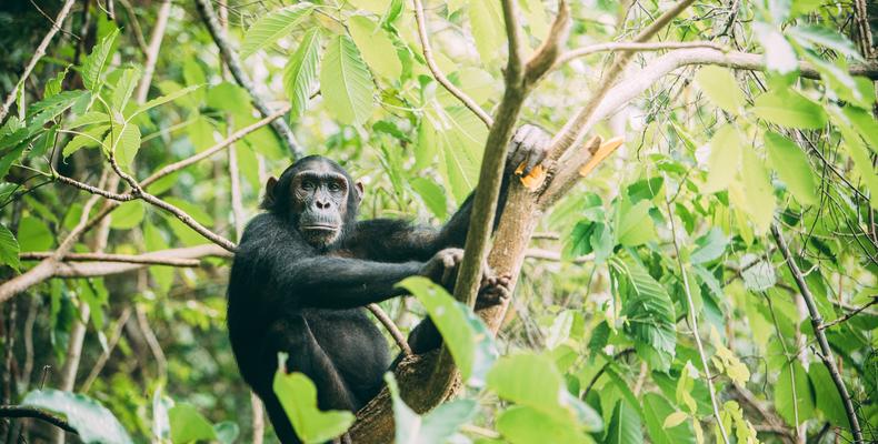 Chimpanzees
