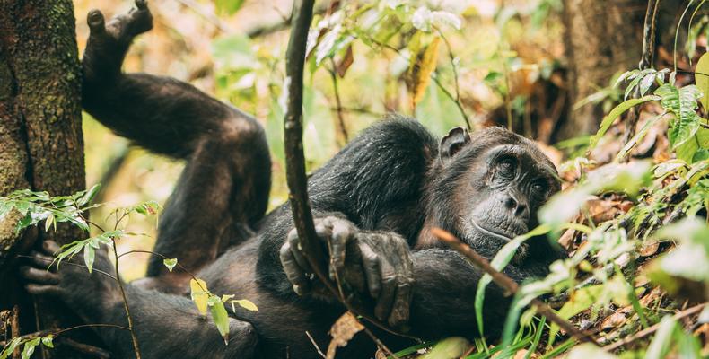 Chimpanzees