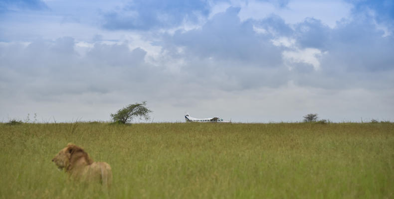 Dunia - Lion and Plane in the Serengeti