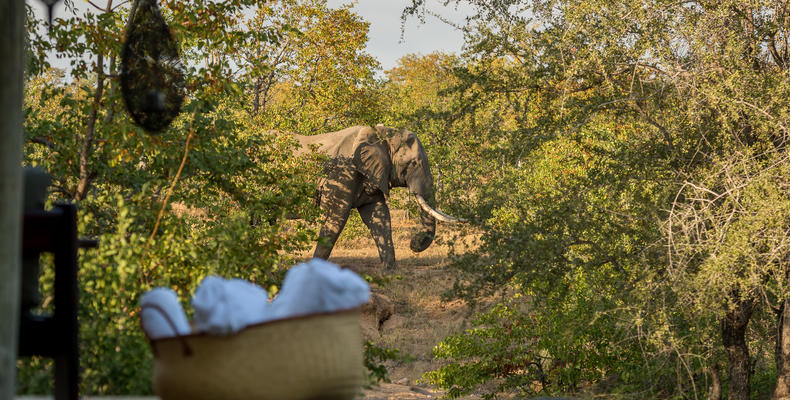 Elephants Frequent the Splash Pool