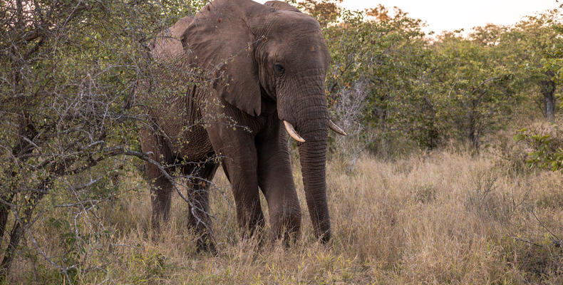 Elephants Nsala Wilderness Camp