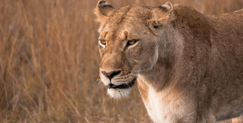 Lioness Nsala Wilderness Camp