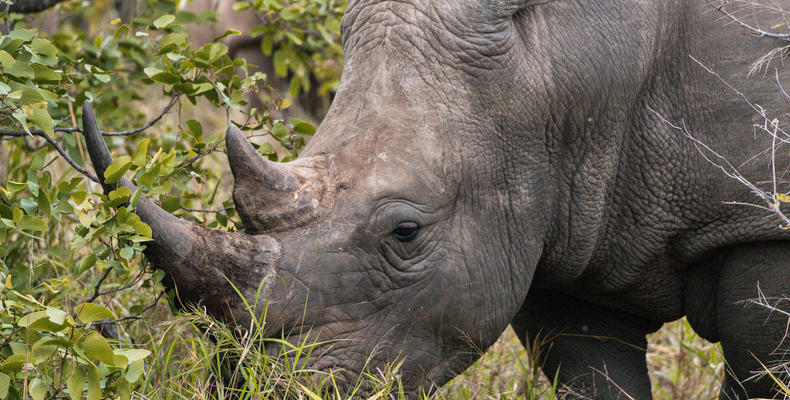Rhinos Nsala Wilderness Camp