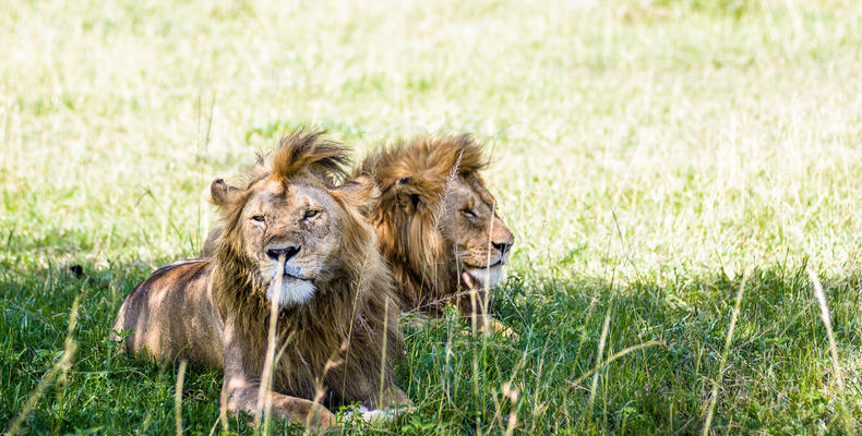 Singita Sabora Tented Camp - Wildlife