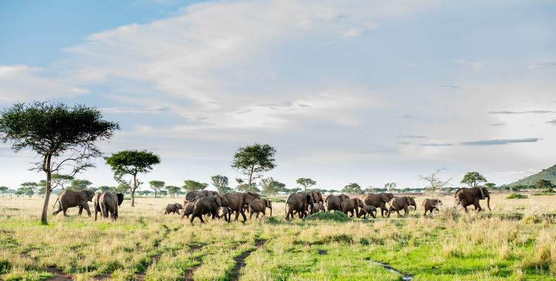 Singita Sabora Tented Camp - Wildlife