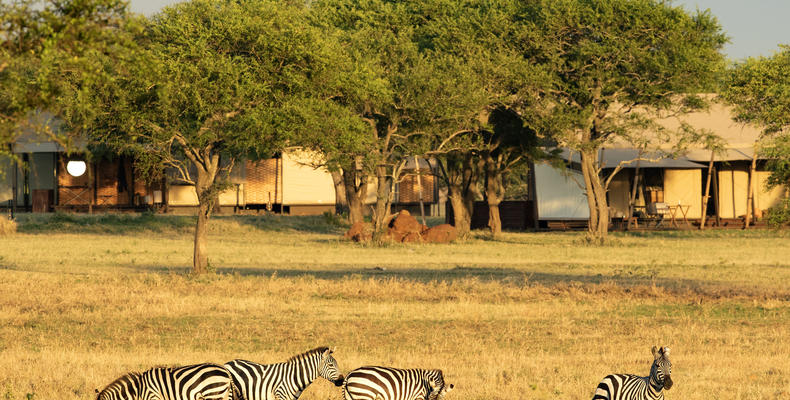 Sabora Tented Camp Zebra