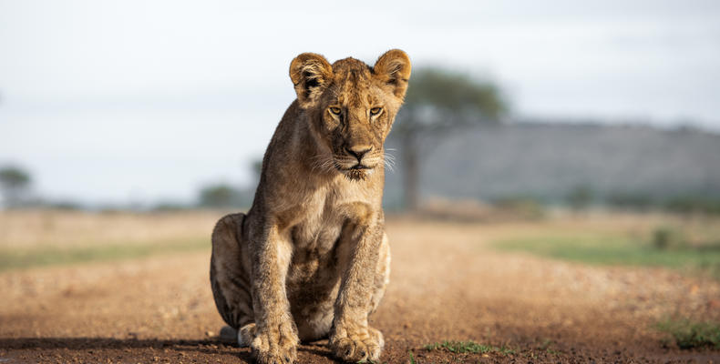 Singita Sasakwa Lodge