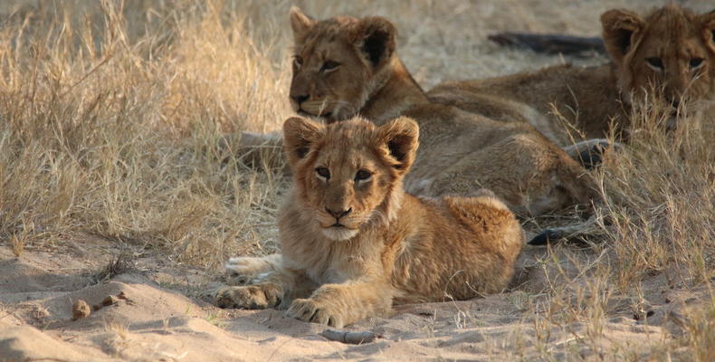 Thornybush Nature Reserve