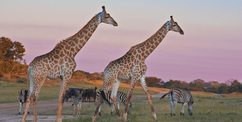 Wildlife at Arathusa