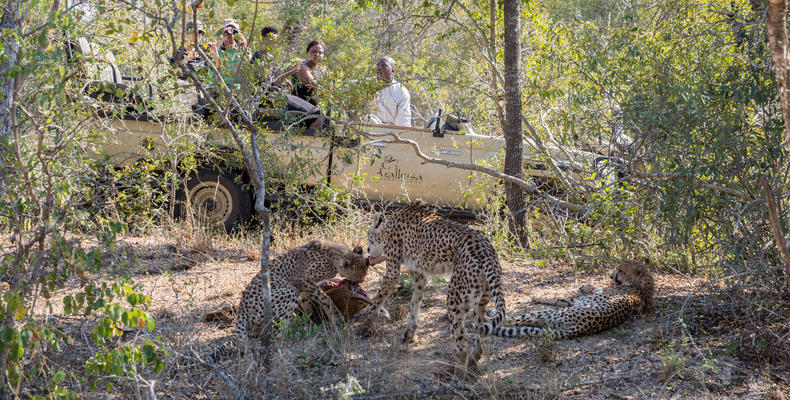 Wildlife at Arathusa