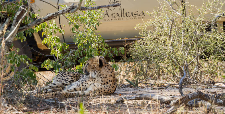 Wildlife at Arathusa