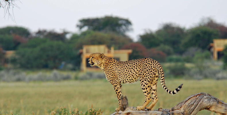 Wilderness Kalahari Plains Campp
