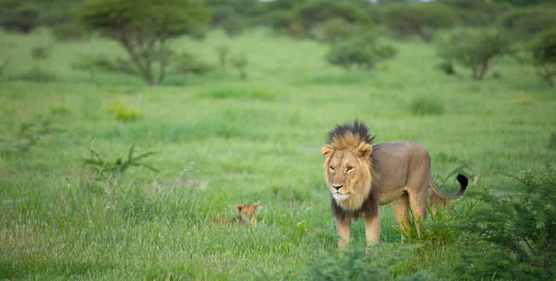 Wilderness Kalahari Plains Camp