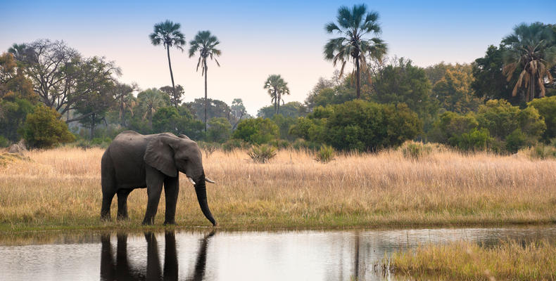 Sandibe Okavango Safari Lodge	